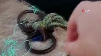  Su samurunu 'gel pisi pisi' diye çağırarak elleriyle besledi