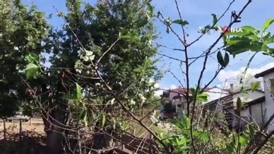  Vişne ağacı Ekim ayında çiçek açtı