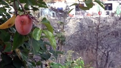 elektrik diregi -  Yangın mağdurları PKK'ya lanet okudu Videosu