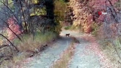 hayvan -  - Yürüyüş yaparken peşine puma takıldı Videosu
