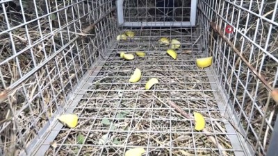  Büyükçekmece'de boz ayı paniği