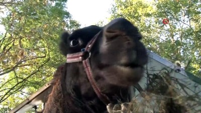 hayvan -  Kamyonetin arkasında sürüklenen deve şimdi emin ellerde Videosu