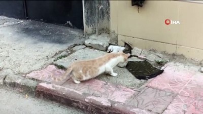 yavru kedi -  Anne kedi ölen yavrusunun başından dakikalarca ayrılmadı Videosu