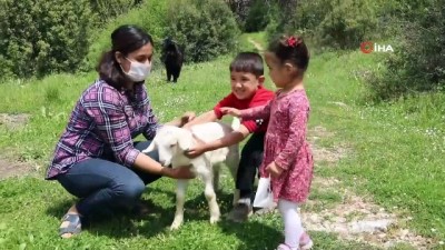 keci -  - Büyükşehir’den 100 aileye 300 kıl keçisi Videosu