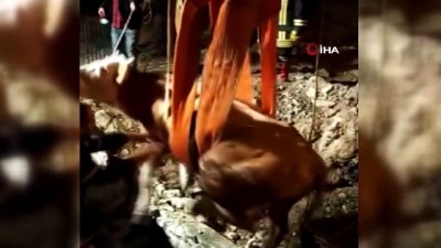 Çukura düşen inek kurtarıldı