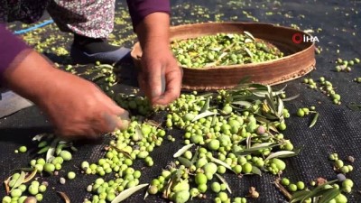 fazla kilo -   4 Bin 500 yıllık zeytin geçmişi olan Kilis’te zeytinin dalından sofraya yolculuğu Videosu
