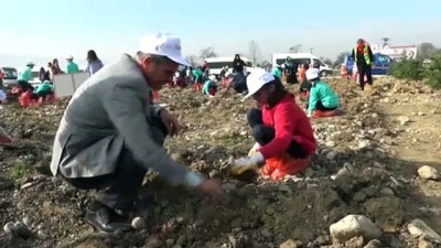  Düzce’de 131 bin 775 fidan dikilecek