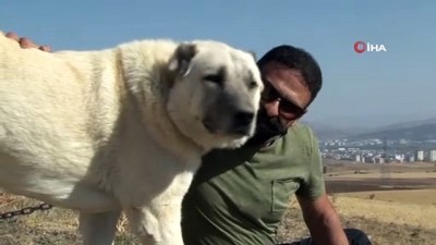 coban kopegi -  Çenesi 736 psi gücünde, koruma köpeklerinin lideri Videosu