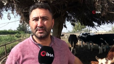  Mersin’de üreticilerin başı 'üç gün hastalığı' ile dertte