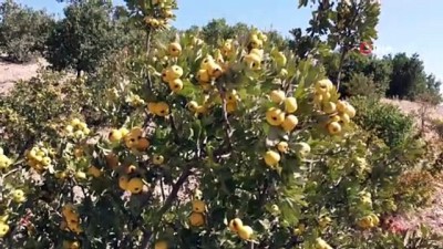 yemisen -  Yabani dağ meyvesi bahçe meyvesi oldu Videosu