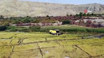 tarim urunu -  150 gün suyun içinde yetişen pirinçte hasat zamanı Videosu