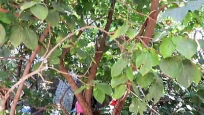 cam fistigi -  Bu meyve ağacının Gümüşhane’de başka eşi yok Videosu