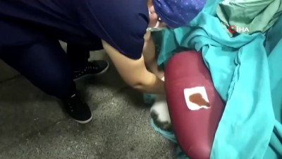  Kırık ayağı ile hastaneye gelen kediye yardım eli