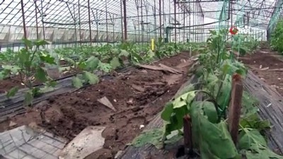  Kumluca’da 2 bin dönüm sera, 500 dönüm narenciye bahçesi zarar gördü