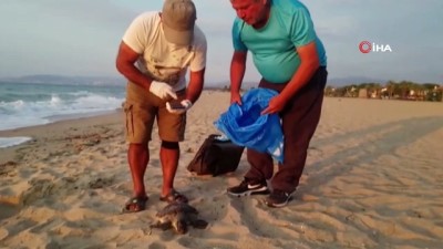  Kuşadası'nda ölen yeşil kaplumbağa sahile vurdu