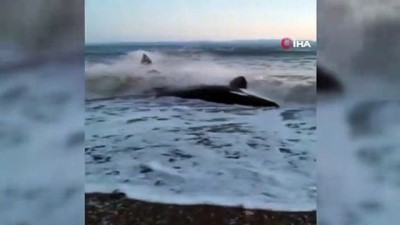  - Rusya'da kıyıya vuran balina saatler süren operasyonla kurtarıldı