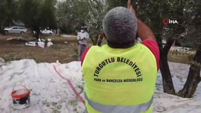 yuruyus yolu -  Turgutlu Belediyesi zeytin hasadına başladı Videosu