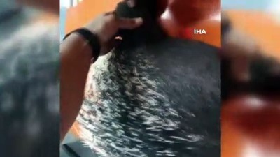 ihbar hatti -  Yaralı bulunan oklu kirpi tedaviye alındı Videosu