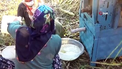 seker kamisi -  Yılda 1 kez üretilebilen şeker kamışı pekmezinin zorlu yolculuğu Videosu