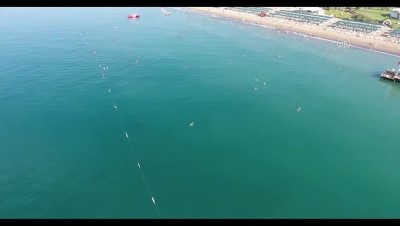 Antalya'da denizde yüzenlere yunus sürprizi