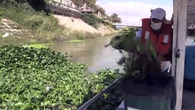 Asi Nehri üzerindeki su sümbüllerine bariyerli çözüm - HATAY