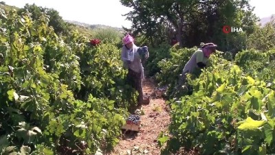 seker orani -  İki asırlık bağlarda üzüm hasadı devam ediyor Videosu