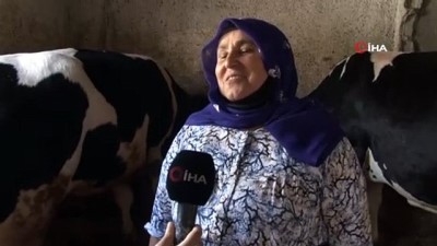 emekli maasi -  Mikro kredi ile aldığı inek geçim kaynağı oldu Videosu