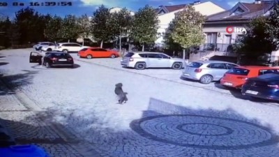 guvenlik kamerasi -  Sarıyer’de aracın köpeği ezdiği anlar kamerada Videosu