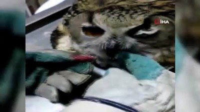  Yaralı baykuş Van’a sevk edildi