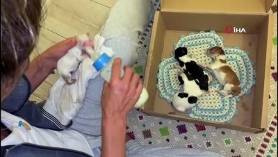 coban kopegi -  - Annesiz yavruları Anadolu çoban köpeği besliyor Videosu