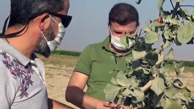  Mardin’de fıstık üretimine rağbet artıyor