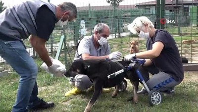rontgen -  Umut isimli köpek özel tasarlanan ortopedik yürüteçle hayata tutunuyor Videosu