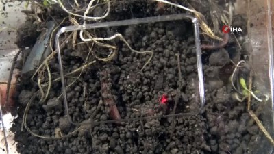 balik avi -  Edirneli balıkçıların toprak solucanı Sivas’tan geliyor Videosu