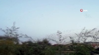 sigircik kusu -  Kuşların gökyüzünde muhteşem dansı Videosu