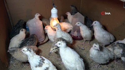 tavuk yumurtasi -  Prematüre kardeşi için başladı, şimdi ticaretini yapıyor Videosu