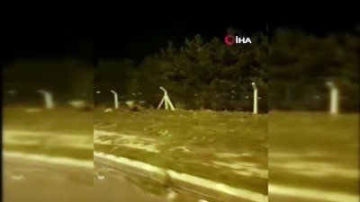 gesi -  Şehre inen boz ayı böyle görüntülendi Videosu