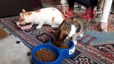 kopek -  10 yıldır sokak hayvanlarını besliyor Videosu