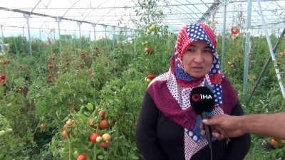 semt pazari -  Devlet desteği ile kurdukları seralardan yılın 10 ayı ürün alıyorlar Videosu