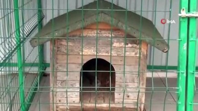 kopek -  Sinop’ta can dostlar için “Empati Projesi” Videosu