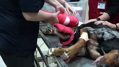 ameliyat -  Veteriner hekimler yüz yüze eğitime devam ediyor Videosu