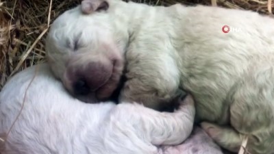 pigme -  - İtalya’da bir köpek 5 yavrusundan birini yeşil doğurdu Videosu
