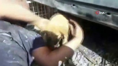  Kafası sıkışan yavru köpeği sanayi esnafı kurtardı