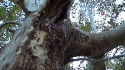 asirlik cinar -  5 asırlık ağaç koruma altına alındı Videosu