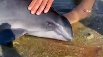 zipkin -  Bursa'da vahşet...Başından vurulmuş yavru yunus balığı karaya vurdu Videosu