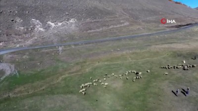  Damal’da kayıp hayvanları drone buldu