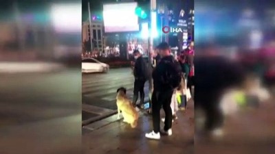 yaya gecidi -  Sokak köpeği yolun karşısına geçmek için yeşil ışığı bekledi Videosu