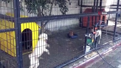  Yazlıkçıların sokağa terk ettikleri hayvanlara belediye sahip çıktı