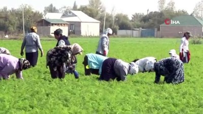 cumhurbaskani -  - Azerbaycan'da savaşın gölgesinde havuç hasadı Videosu