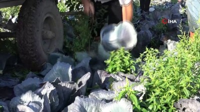 gubre -  Bafra Ovası’nda lahana hasadı başladı Videosu