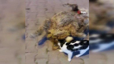 kopek -  Kediyle köpeğin dostluğu kamerada Videosu